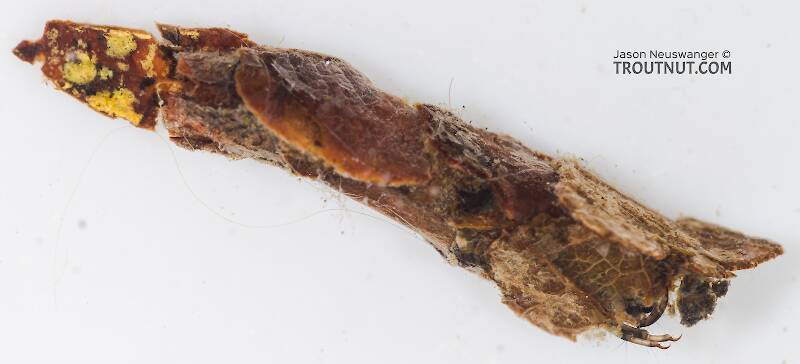 Case view of a Onocosmoecus (Limnephilidae) (Great Late-Summer Sedge) Caddisfly Larva from the Yakima River in Washington