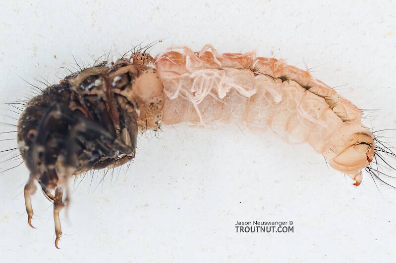 Lateral view of a Onocosmoecus (Limnephilidae) (Great Late-Summer Sedge) Caddisfly Larva from the Yakima River in Washington