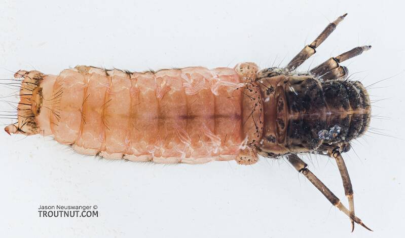 Dorsal view of a Onocosmoecus (Limnephilidae) (Great Late-Summer Sedge) Caddisfly Larva from the Yakima River in Washington