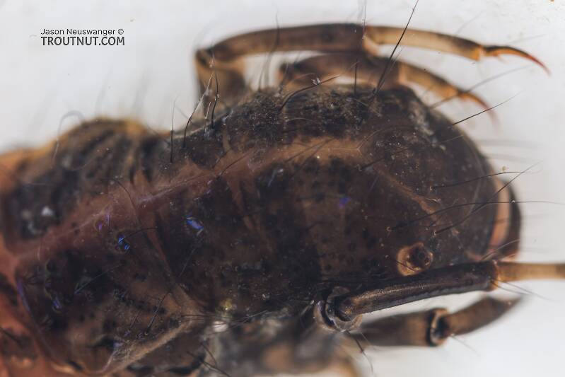Onocosmoecus (Limnephilidae) (Great Late-Summer Sedge) Caddisfly Larva from the Yakima River in Washington
