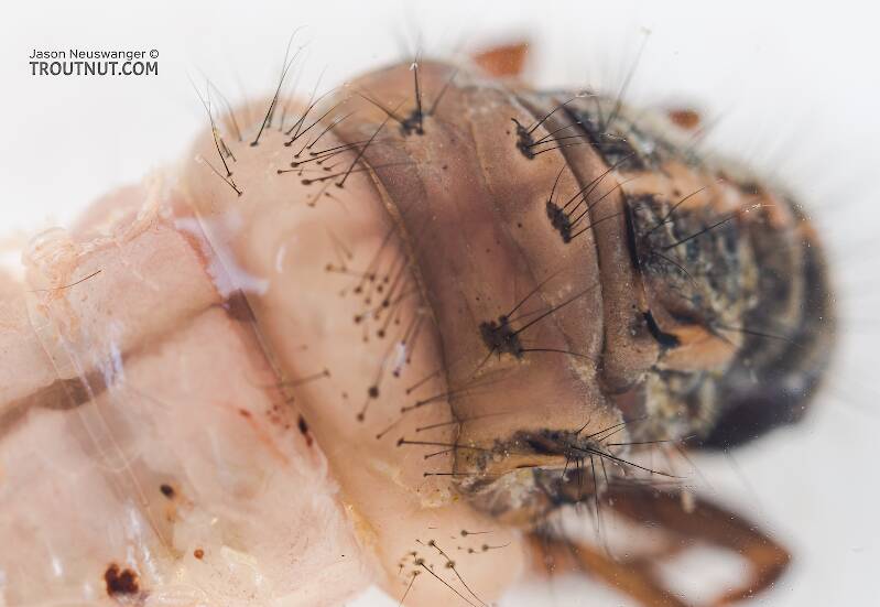 Limnephilus (Limnephilidae) (Summer Flier Sedge) Caddisfly Larva from the Yakima River in Washington