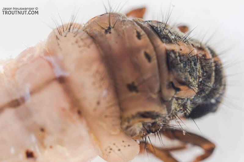 Limnephilus (Limnephilidae) (Summer Flier Sedge) Caddisfly Larva from the Yakima River in Washington