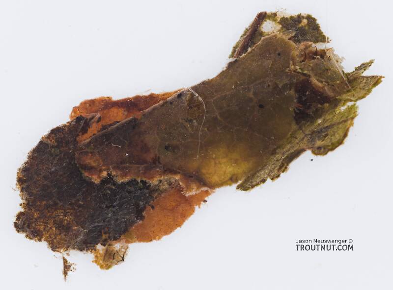 Case view of a Clostoeca disjuncta (Limnephilidae) (Northern Caddisfly) Caddisfly Larva from the Yakima River in Washington
