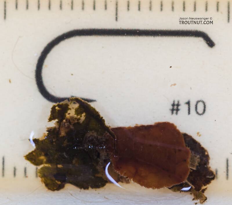 Clostoeca disjuncta (Limnephilidae) (Northern Caddisfly) Caddisfly Larva from the Yakima River in Washington
