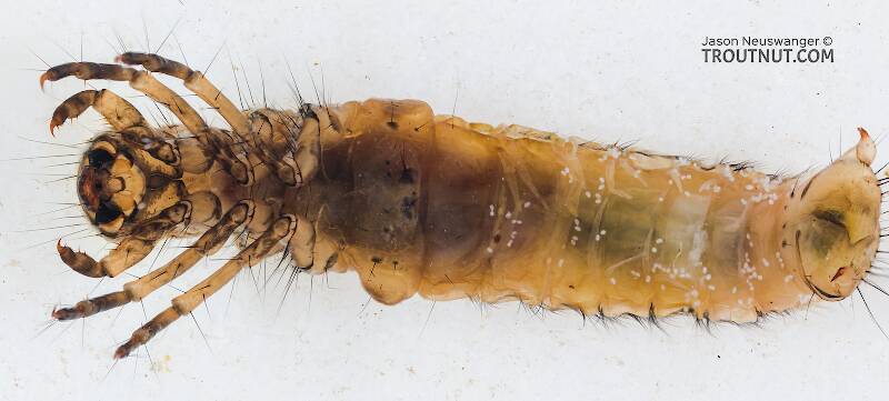 Ventral view of a Clostoeca disjuncta (Limnephilidae) (Northern Caddisfly) Caddisfly Larva from the Yakima River in Washington