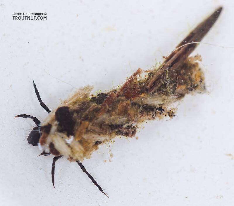 Case view of a Limnephilus (Limnephilidae) (Summer Flier Sedge) Caddisfly Larva from the Yakima River in Washington