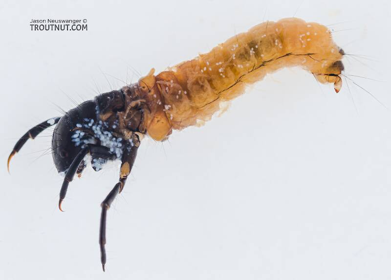 Dorsal view of a Limnephilus (Limnephilidae) (Summer Flier Sedge) Caddisfly Larva from the Yakima River in Washington