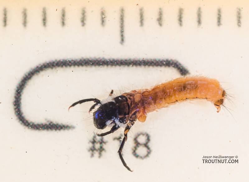 Ruler view of a Limnephilus (Limnephilidae) (Summer Flier Sedge) Caddisfly Larva from the Yakima River in Washington The smallest ruler marks are 1 mm.
