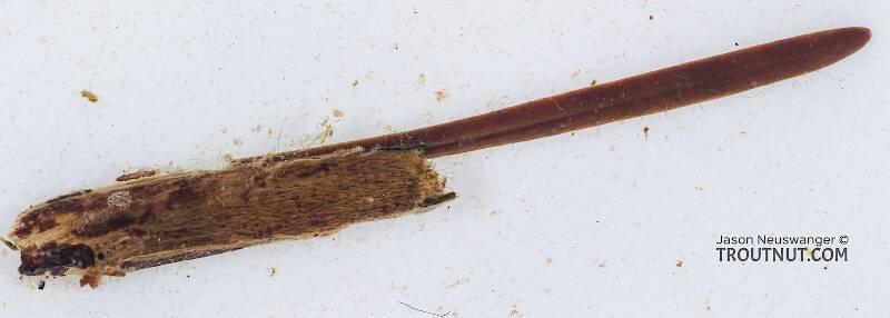 Case view of a Grammotaulius betteni (Limnephilidae) (Northern Caddisfly) Caddisfly Larva from the Yakima River in Washington