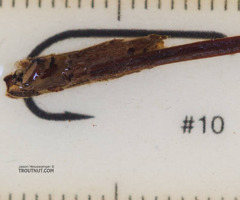 Grammotaulius betteni (Limnephilidae) (Northern Caddisfly) Caddisfly Larva from the Yakima River in Washington