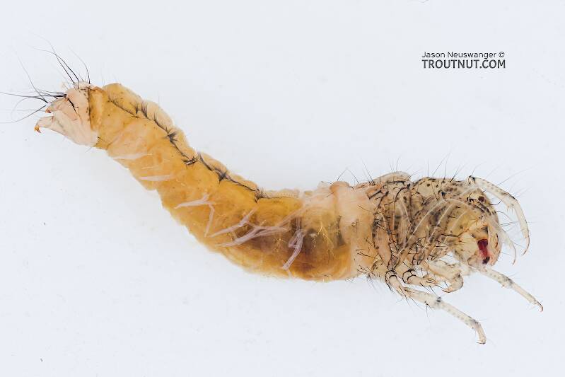 Ventral view of a Grammotaulius betteni (Limnephilidae) (Northern Caddisfly) Caddisfly Larva from the Yakima River in Washington