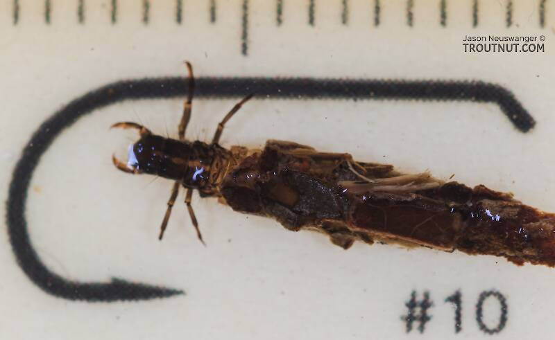 Ruler view of a Limnephilidae (Giant Sedges) Caddisfly Larva from the Yakima River in Washington The smallest ruler marks are 1 mm.