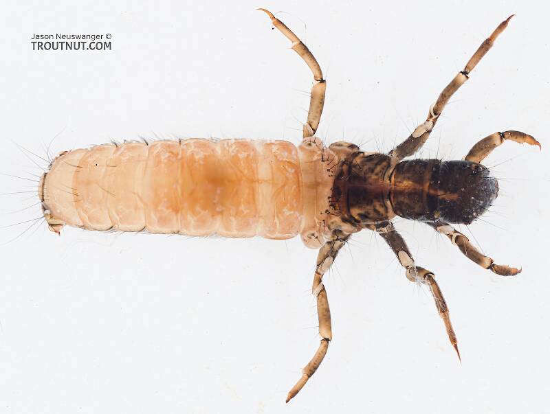 Dorsal view of a Limnephilidae (Giant Sedges) Caddisfly Larva from the Yakima River in Washington
