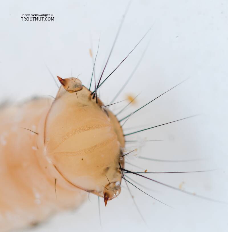 Limnephilidae (Giant Sedges) Caddisfly Larva from the Yakima River in Washington