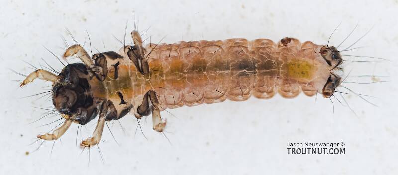 Ventral view of a Glossosoma (Glossosomatidae) (Little Brown Short-horned Sedge) Caddisfly Larva from the Yakima River in Washington