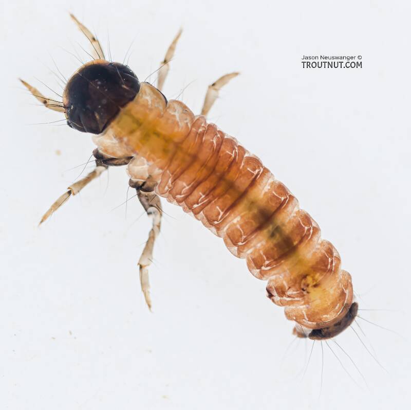 Dorsal view of a Glossosoma (Glossosomatidae) (Little Brown Short-horned Sedge) Caddisfly Larva from the Yakima River in Washington