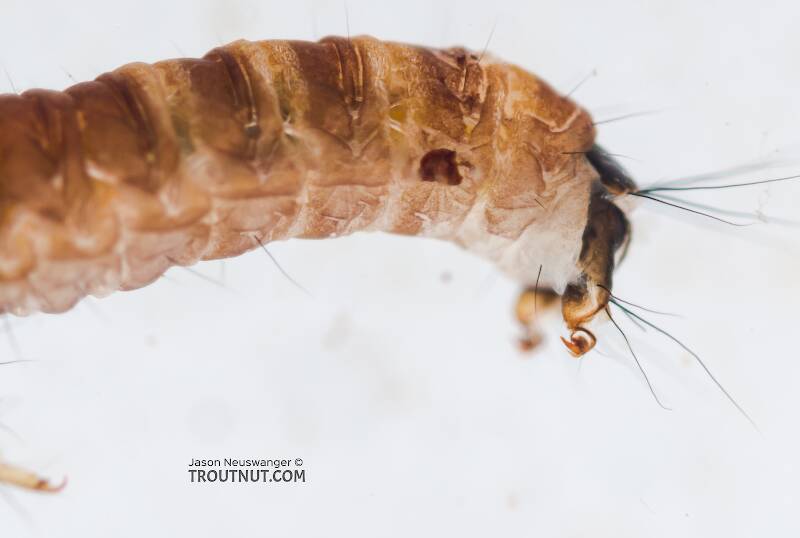 Glossosoma (Glossosomatidae) (Little Brown Short-horned Sedge) Caddisfly Larva from the Yakima River in Washington