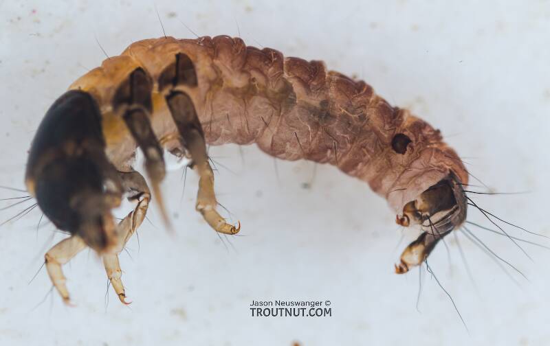 Glossosoma (Glossosomatidae) (Little Brown Short-horned Sedge) Caddisfly Larva from the Yakima River in Washington