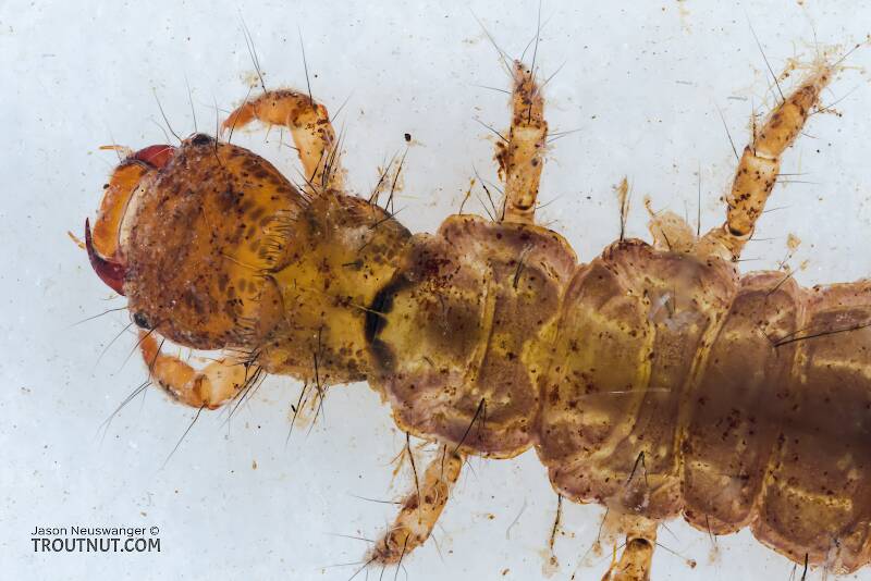 Dorsal view of a Holocentropus (Polycentropodidae) Caddisfly Larva from the Yakima River in Washington
