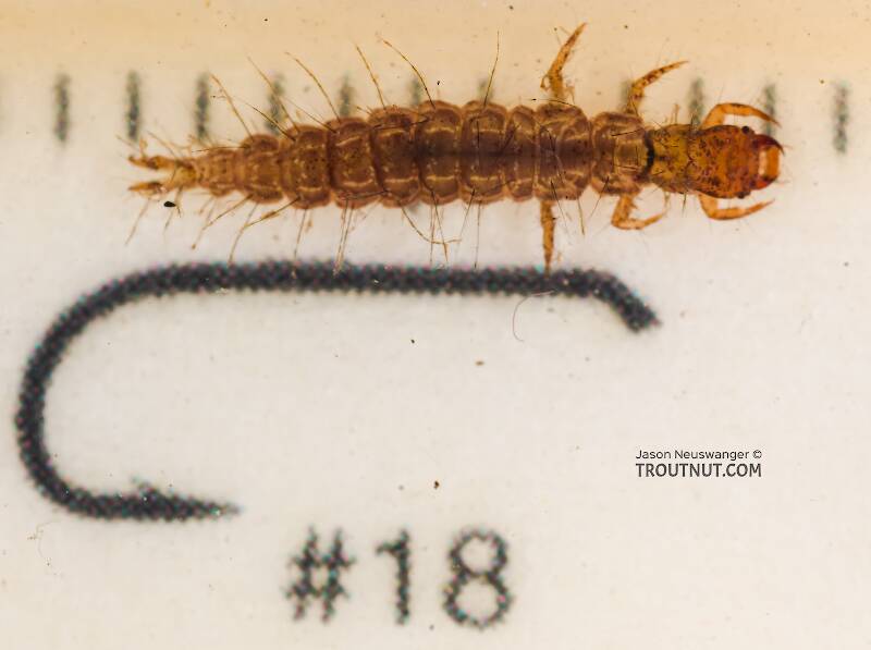 Ruler view of a Holocentropus (Polycentropodidae) Caddisfly Larva from the Yakima River in Washington The smallest ruler marks are 1 mm.