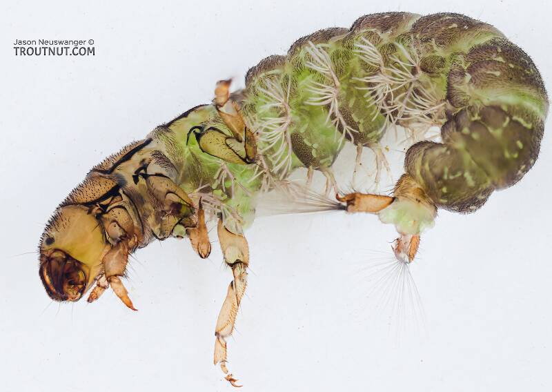 Ventral view of a Hydropsyche (Hydropsychidae) (Spotted Sedge) Caddisfly Larva from the Yakima River in Washington