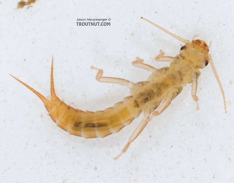 Ventral view of a Sweltsa (Chloroperlidae) (Sallfly) Stonefly Nymph from the Yakima River in Washington