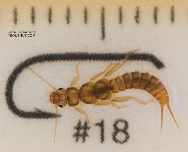 Ruler view of a Sweltsa (Chloroperlidae) (Sallfly) Stonefly Nymph from the Yakima River in Washington The smallest ruler marks are 1 mm.