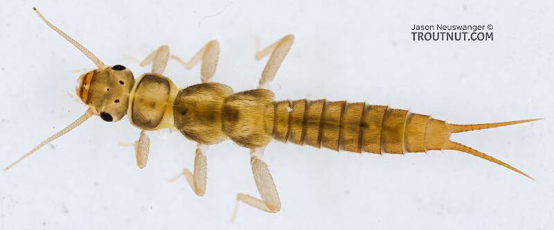 Dorsal view of a Sweltsa (Chloroperlidae) (Sallfly) Stonefly Nymph from the Yakima River in Washington