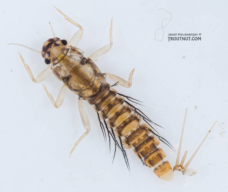 Dorsal view of a Neoleptophlebia (Leptophlebiidae) Mayfly Nymph from the Yakima River in Washington