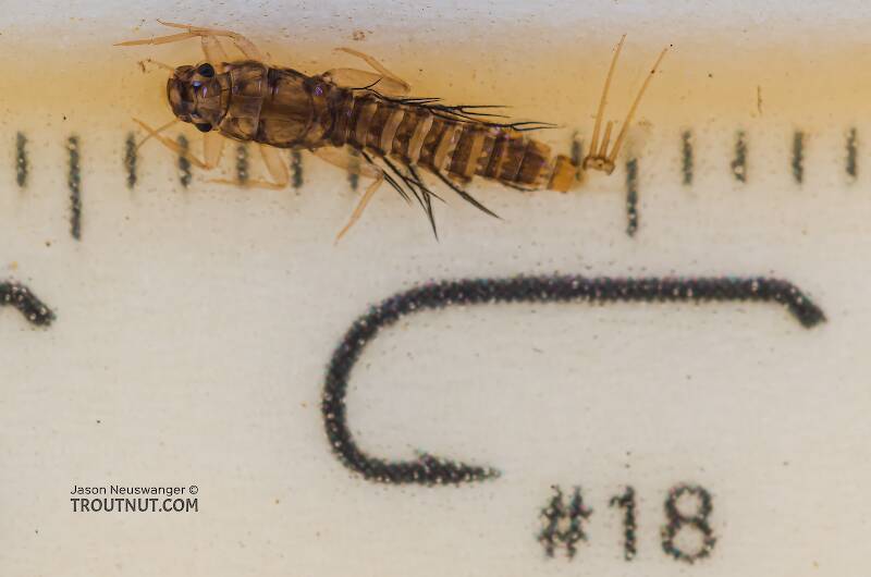 Ruler view of a Neoleptophlebia (Leptophlebiidae) Mayfly Nymph from the Yakima River in Washington The smallest ruler marks are 1 mm.