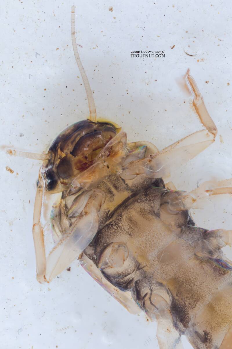 Neoleptophlebia (Leptophlebiidae) Mayfly Nymph from the Yakima River in Washington