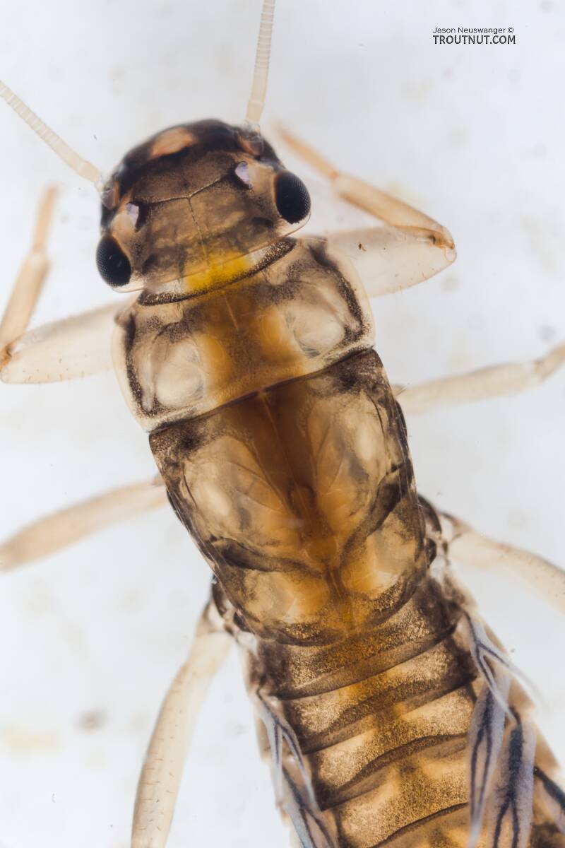 Neoleptophlebia (Leptophlebiidae) Mayfly Nymph from the Yakima River in Washington