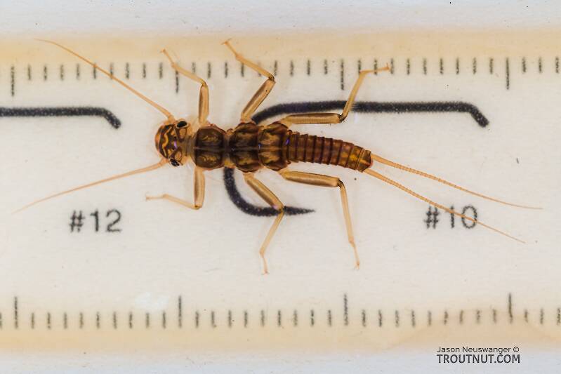 Ruler view of a Skwala (Perlodidae) (Large Springfly) Stonefly Nymph from the Yakima River in Washington The smallest ruler marks are 1 mm.