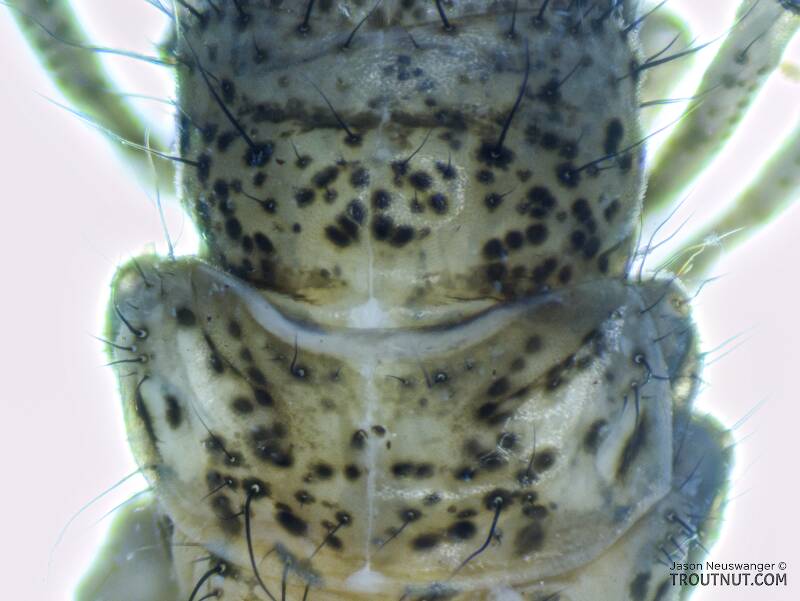 Grammotaulius betteni (Limnephilidae) (Northern Caddisfly) Caddisfly Larva from the Yakima River in Washington