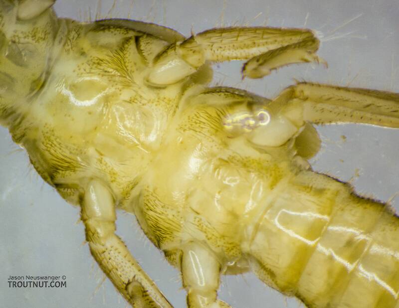 Sweltsa (Chloroperlidae) (Sallfly) Stonefly Nymph from the Yakima River in Washington