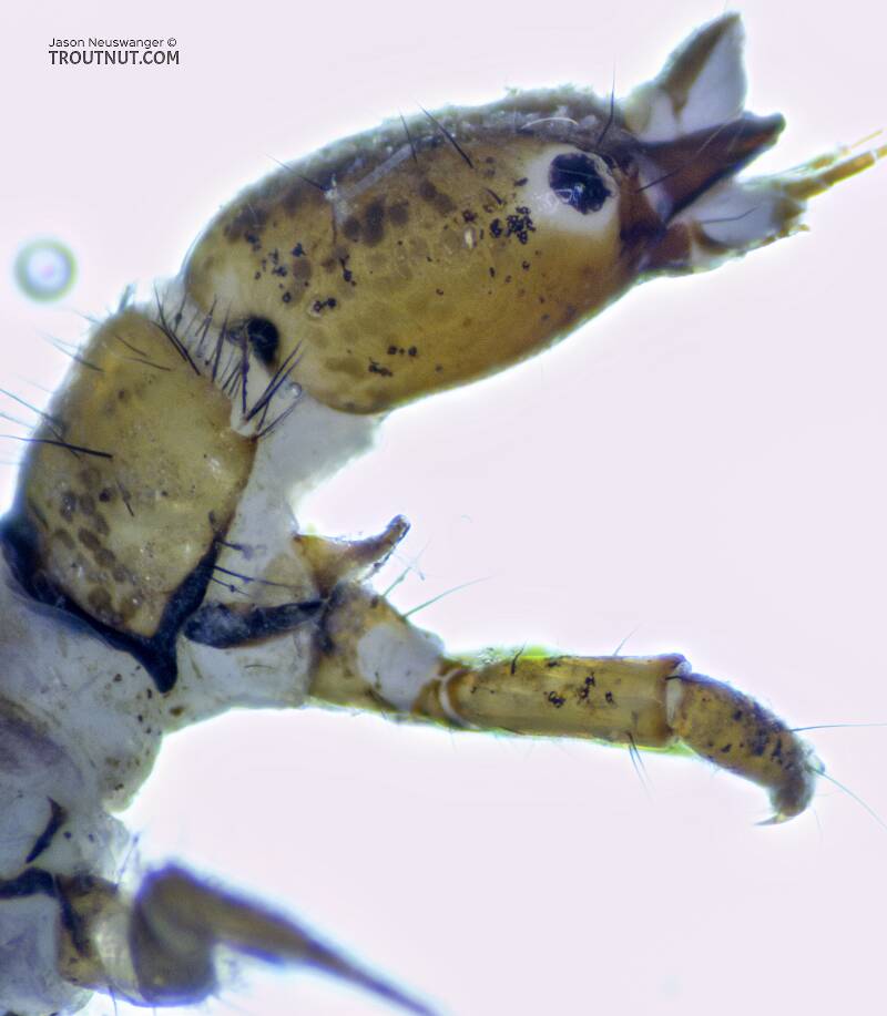 Holocentropus (Polycentropodidae) Caddisfly Larva from the Yakima River in Washington