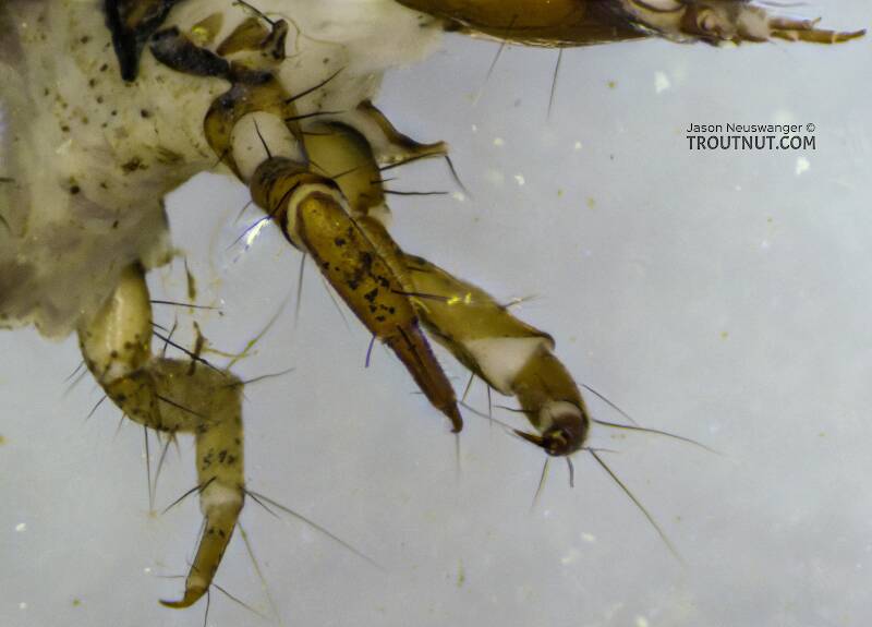 Holocentropus (Polycentropodidae) Caddisfly Larva from the Yakima River in Washington