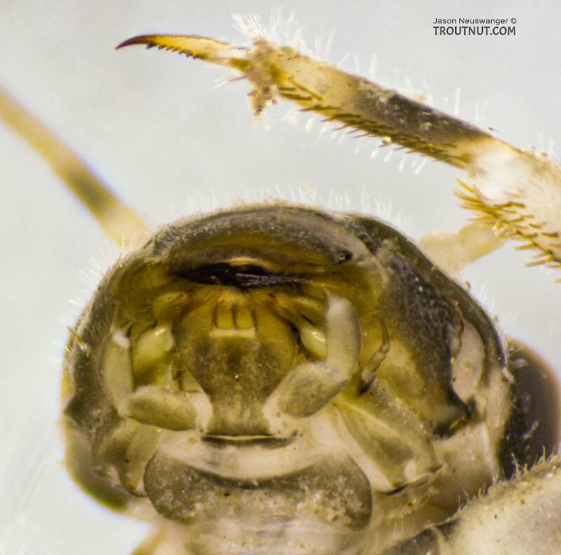 Ephemerella mucronata (Ephemerellidae) Mayfly Nymph from the Yakima River in Washington