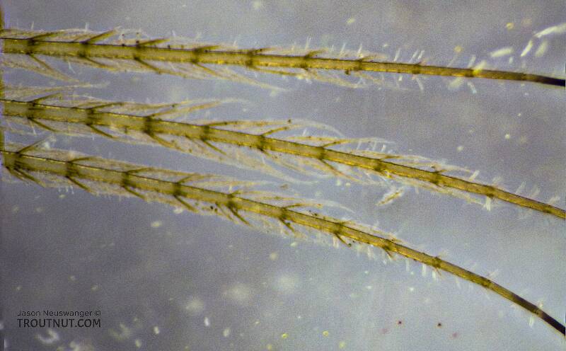 Contrast was enhanced in this image to show the intrasegmental setae on the tails.

Ephemerella mucronata (Ephemerellidae) Mayfly Nymph from the Yakima River in Washington