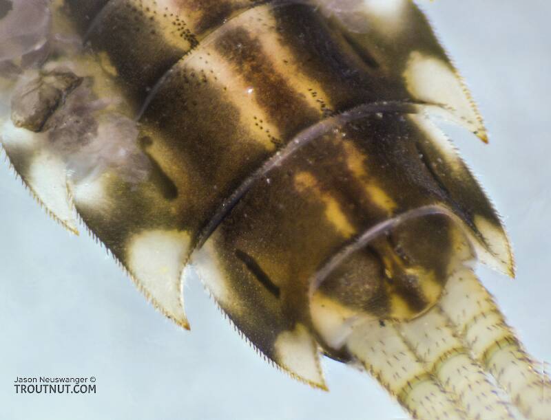 Ephemerella mucronata (Ephemerellidae) Mayfly Nymph from the Yakima River in Washington