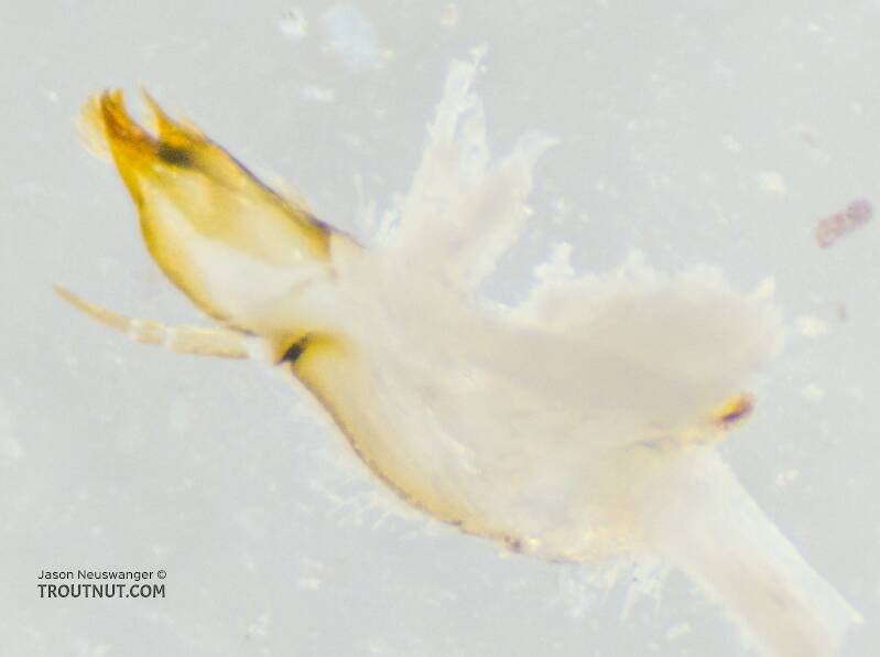 Ventral view of the right maxilla

Ephemerella mucronata (Ephemerellidae) Mayfly Nymph from the Yakima River in Washington