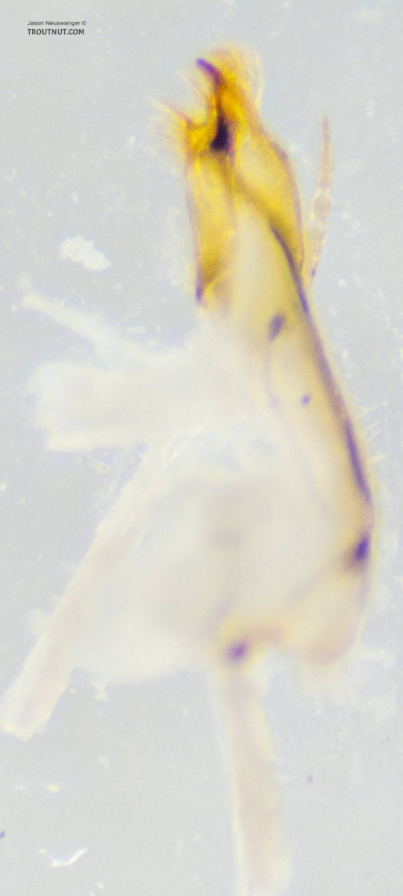 Dorsal view of the right maxilla

Ephemerella mucronata (Ephemerellidae) Mayfly Nymph from the Yakima River in Washington
