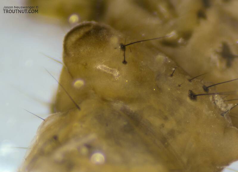 Ventrolateral view of the lateral hump on abdominal segment 1

Clostoeca disjuncta (Limnephilidae) (Northern Caddisfly) Caddisfly Larva from the Yakima River in Washington