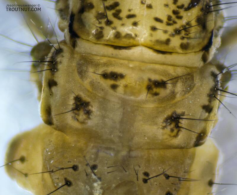 Metanotum

Clostoeca disjuncta (Limnephilidae) (Northern Caddisfly) Caddisfly Larva from the Yakima River in Washington