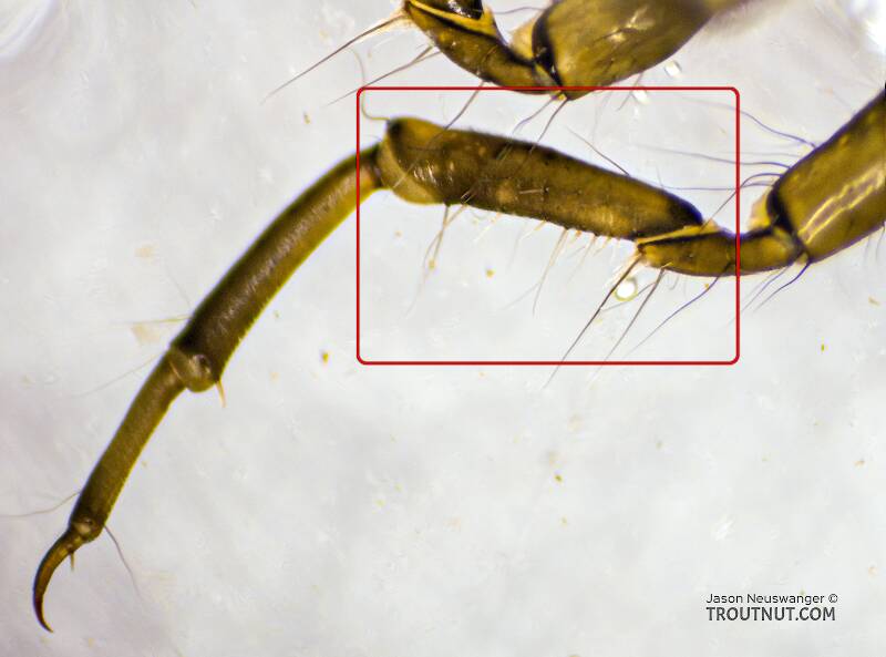 Hind leg, with the femur boxed in red

Onocosmoecus (Limnephilidae) (Great Late-Summer Sedge) Caddisfly Larva from the Yakima River in Washington