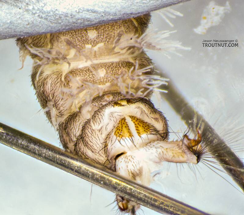 Hydropsyche (Hydropsychidae) (Spotted Sedge) Caddisfly Larva from the Yakima River in Washington