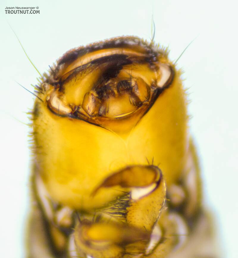 Hydropsyche (Hydropsychidae) (Spotted Sedge) Caddisfly Larva from the Yakima River in Washington