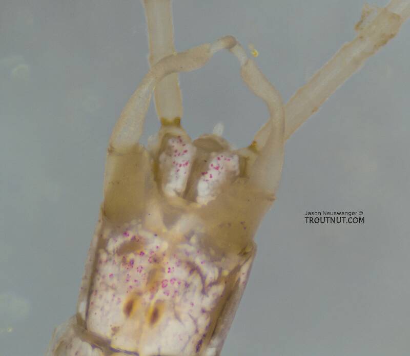 Male Callibaetis ferrugineus (Baetidae) (Speckled Dun) Mayfly Spinner from Mystery Creek #304 in Idaho