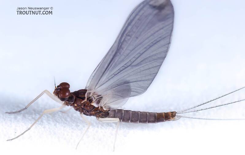 Lateral view of a Male Neoleptophlebia mollis (Leptophlebiidae) (Jenny Spinner) Mayfly Dun from the Namekagon River in Wisconsin