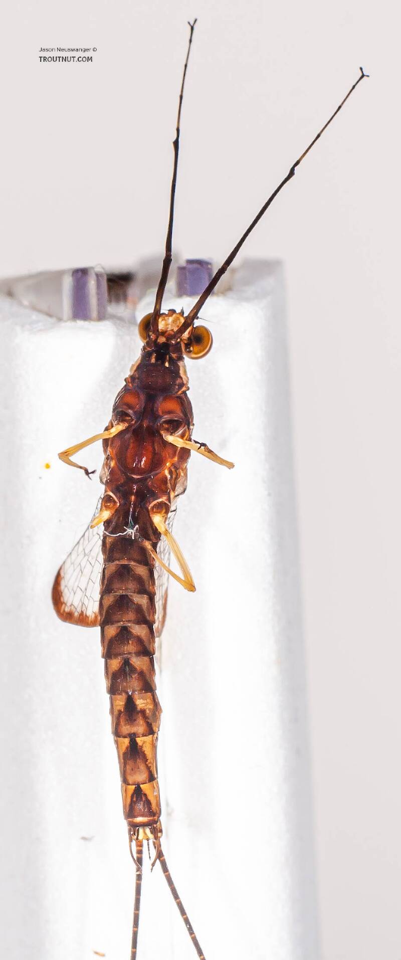 Male Hexagenia atrocaudata (Ephemeridae) (Late Hex) Mayfly Spinner from the Namekagon River in Wisconsin